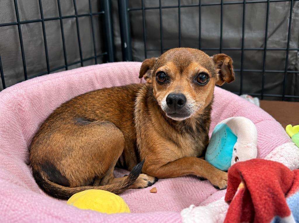 Enlarge Nugget - Adopt Me!, a Adoptable mixed breed in Lake Forest, CA image 4/6