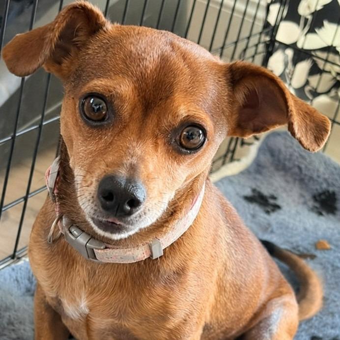 Enlarge Nugget - Adopt Me!, a Adoptable mixed breed in Lake Forest, CA image 5/6