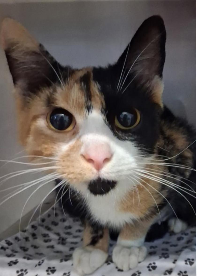 Caramello, ADOPTABLE, Adult Female Domestic Medium Hair.