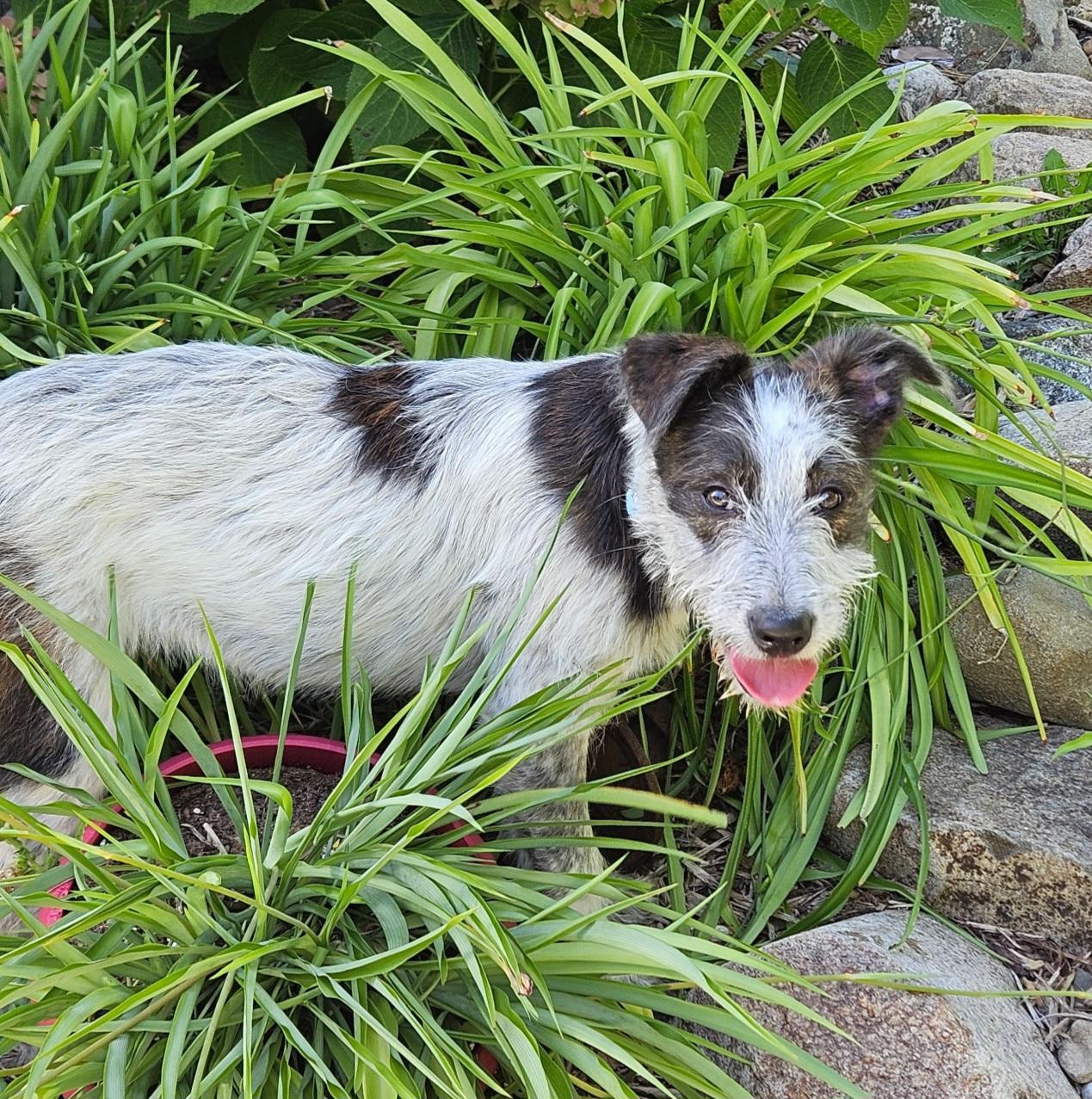 Maggie