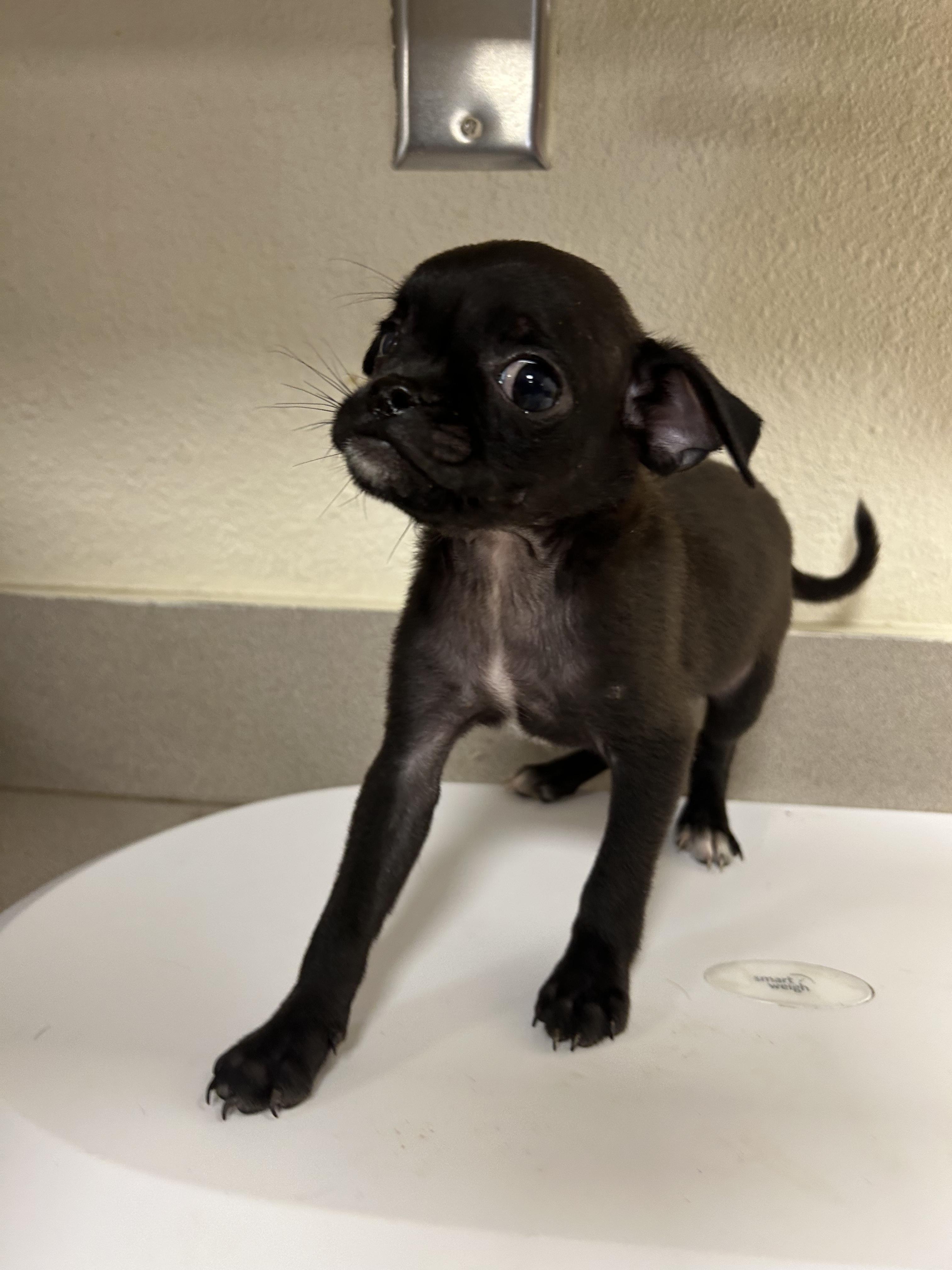 Alvin, ADOPTABLE, Puppy Male Pug.