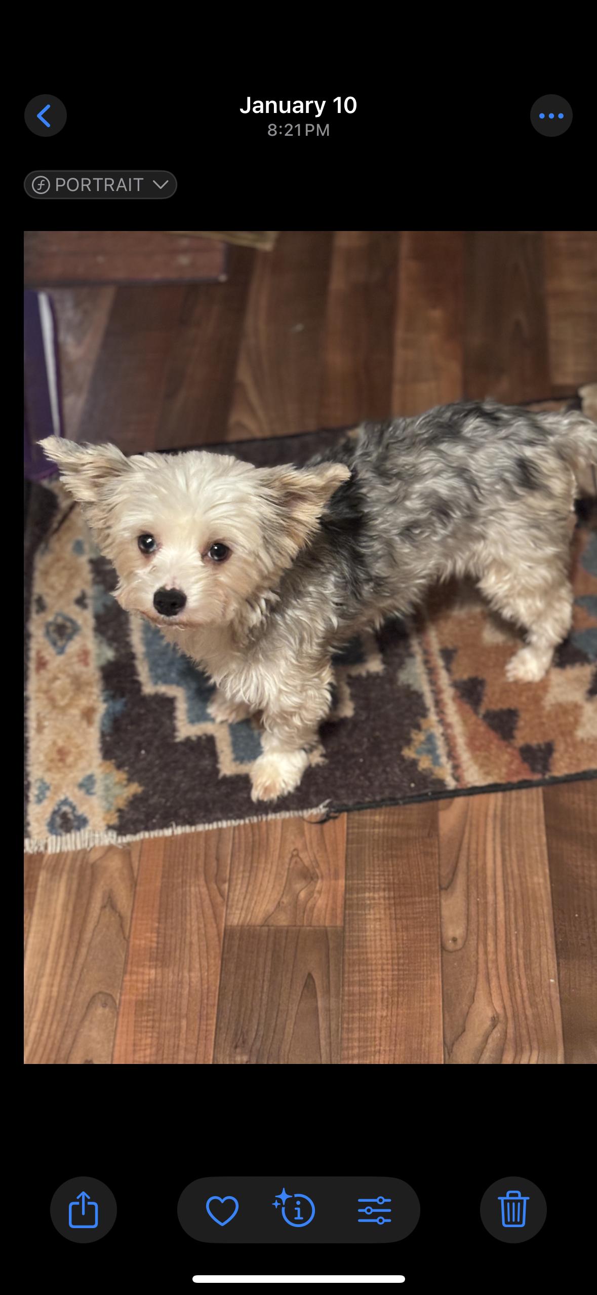 Blueberry, an adoptable Yorkshire Terrier in Eighty Four, PA image 1/2