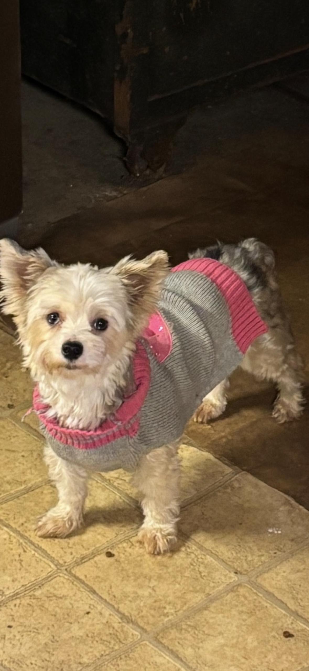 Blueberry, an adoptable Yorkshire Terrier in Eighty Four, PA image 2/2