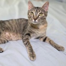 Enlarge Peanut, a Adoptable Domestic Short Hair in Boise, ID image 3/6