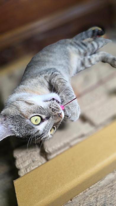 Enlarge Peanut, a Adoptable Domestic Short Hair in Boise, ID image 5/6