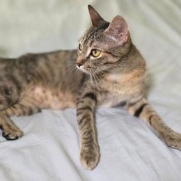 Peanut, Adoptable, Young Female Domestic Short Hair.