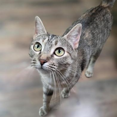Enlarge Peanut, a Adoptable Domestic Short Hair in Boise, ID image 6/6