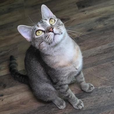 Enlarge Peanut, a Adoptable Domestic Short Hair in Boise, ID image 4/6