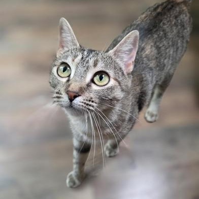 Enlarge Peanut, a Adoptable Domestic Short Hair in Boise, ID image 2/6