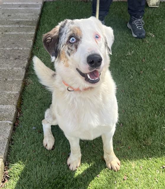 Felix, ADOPTABLE, Adult Male Australian Shepherd.