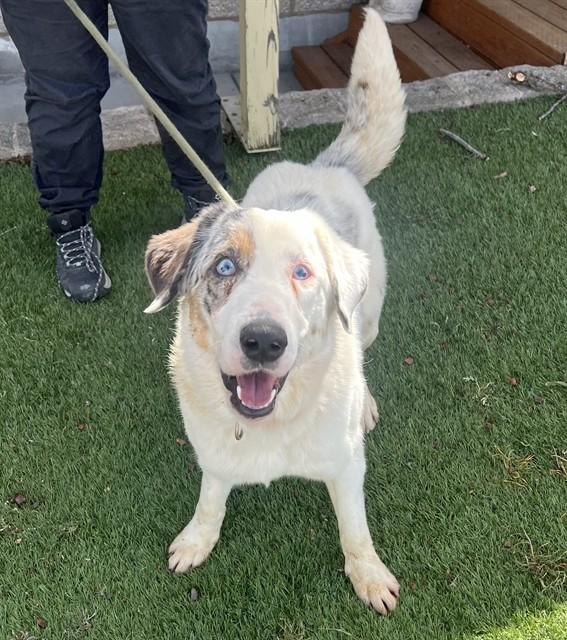 Felix, a ADOPTABLE Australian Shepherd in Phoenix, OR image 2/2