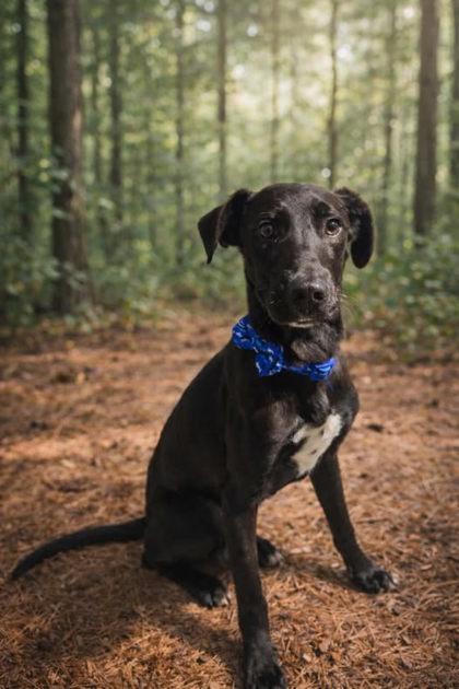 Enlarge Beau, a Adoptable mixed breed in Guntersville, AL image 1/1