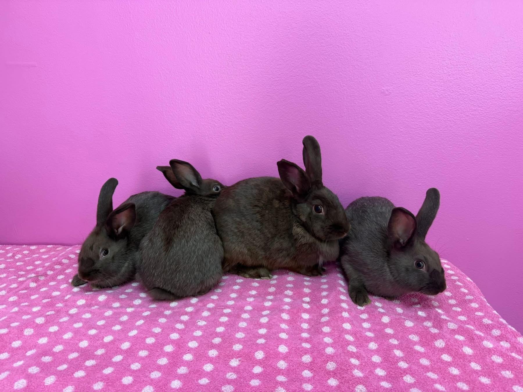 Enlarge Firework and her babies, a Adoptable New Zealand in St. Charles, MO image 1/5