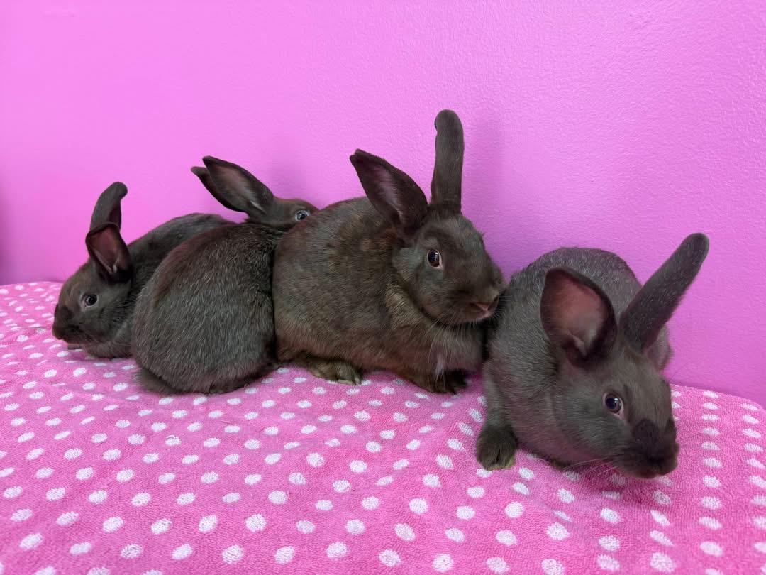 Enlarge Firework and her babies, a Adoptable New Zealand in St. Charles, MO image 3/5