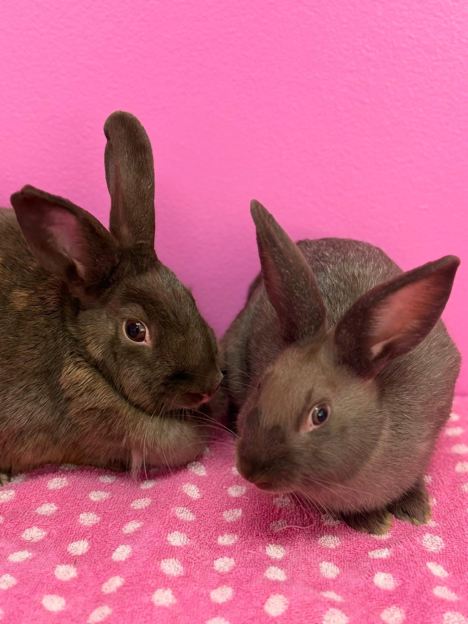Enlarge Firework and her babies, a Adoptable New Zealand in St. Charles, MO image 4/5