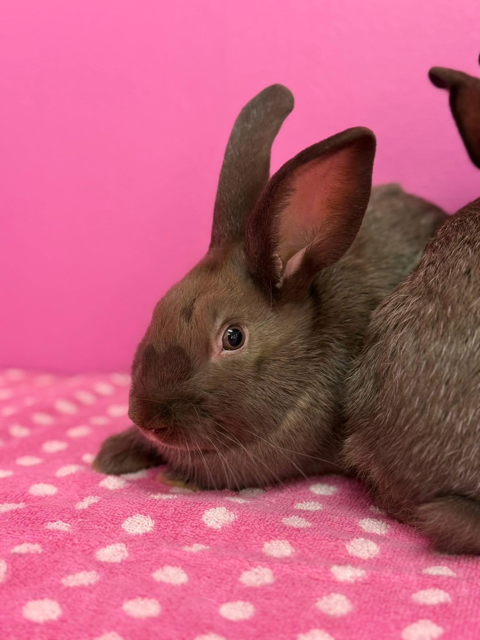 Enlarge Firework and her babies, a Adoptable New Zealand in St. Charles, MO image 5/5