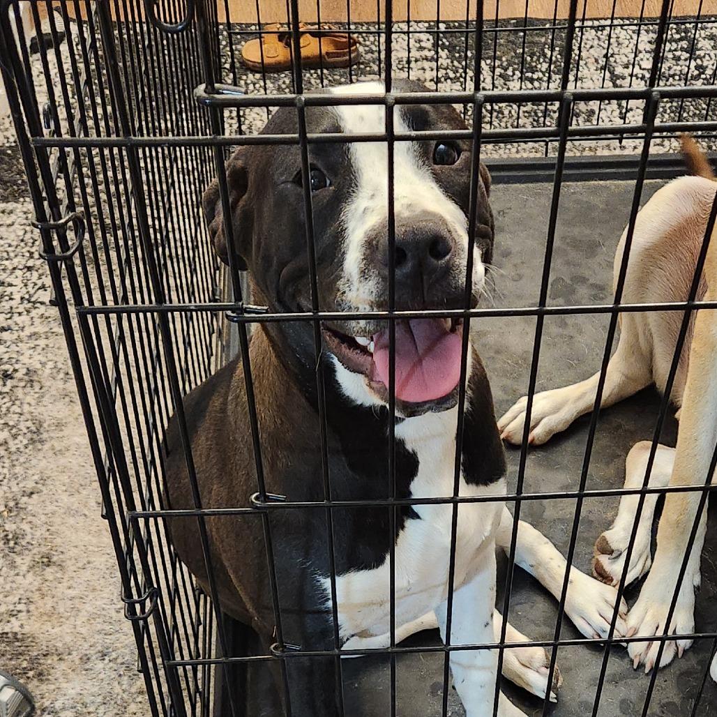 MeiMei, a Adoptable Pit Bull Terrier in Columbus, GA image 1/3