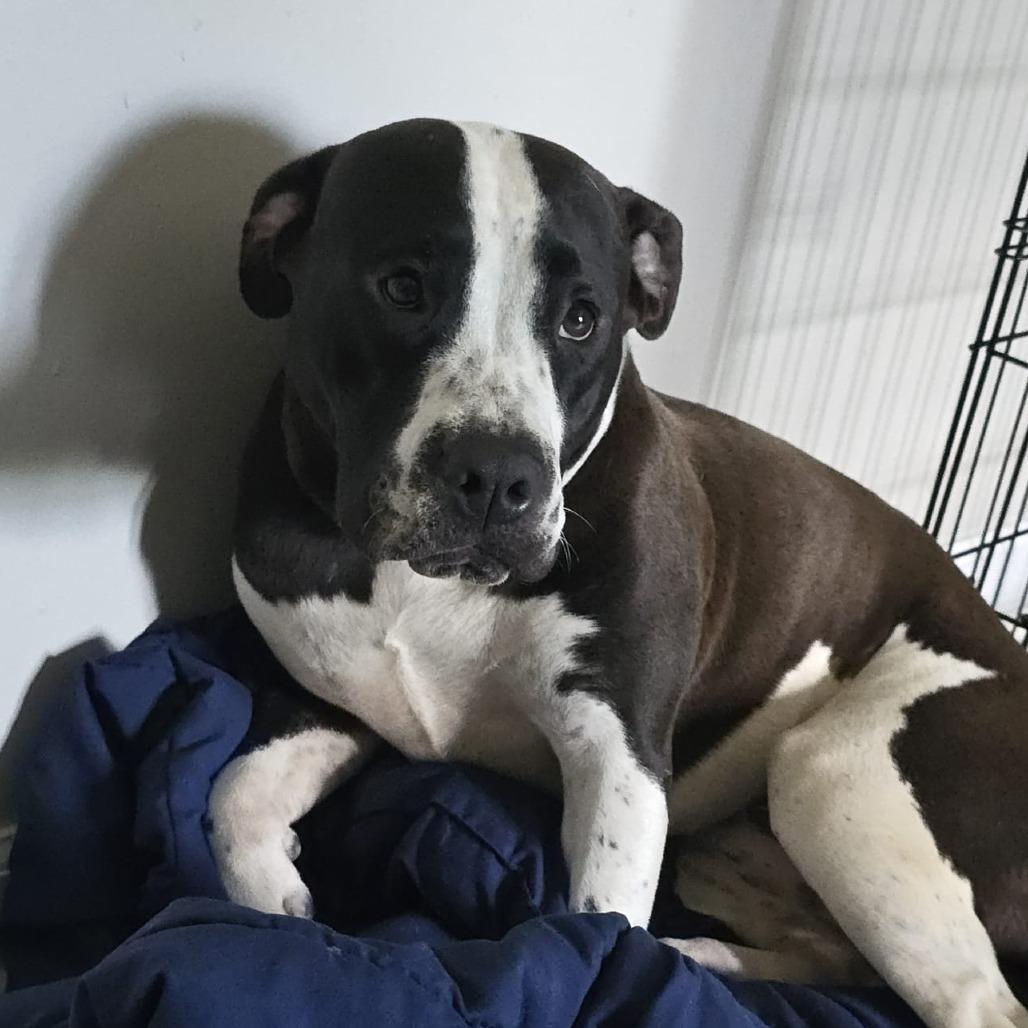 MeiMei, a Adoptable Pit Bull Terrier in Columbus, GA image 2/3