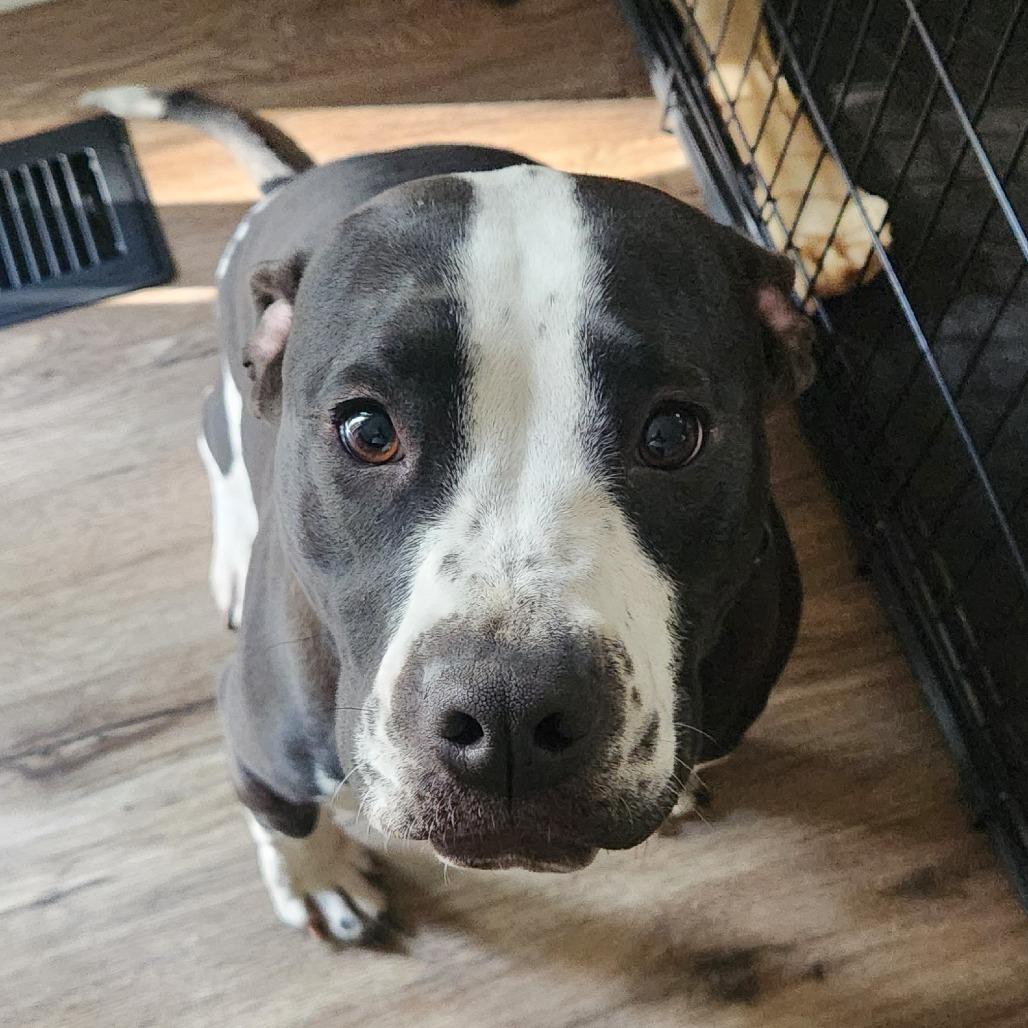 MeiMei, a Adoptable Pit Bull Terrier in Columbus, GA image 3/3