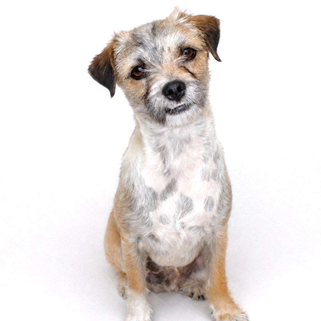 Rocky, adopted, Young Male Border Terrier.
