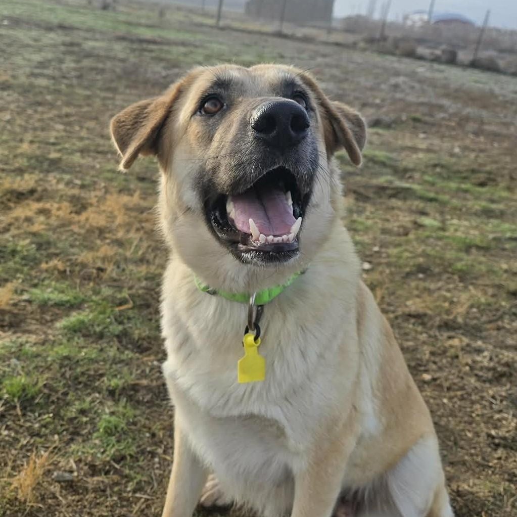 Enlarge Rickee, a ADOPTABLE mixed breed in Othello, WA image 1/5