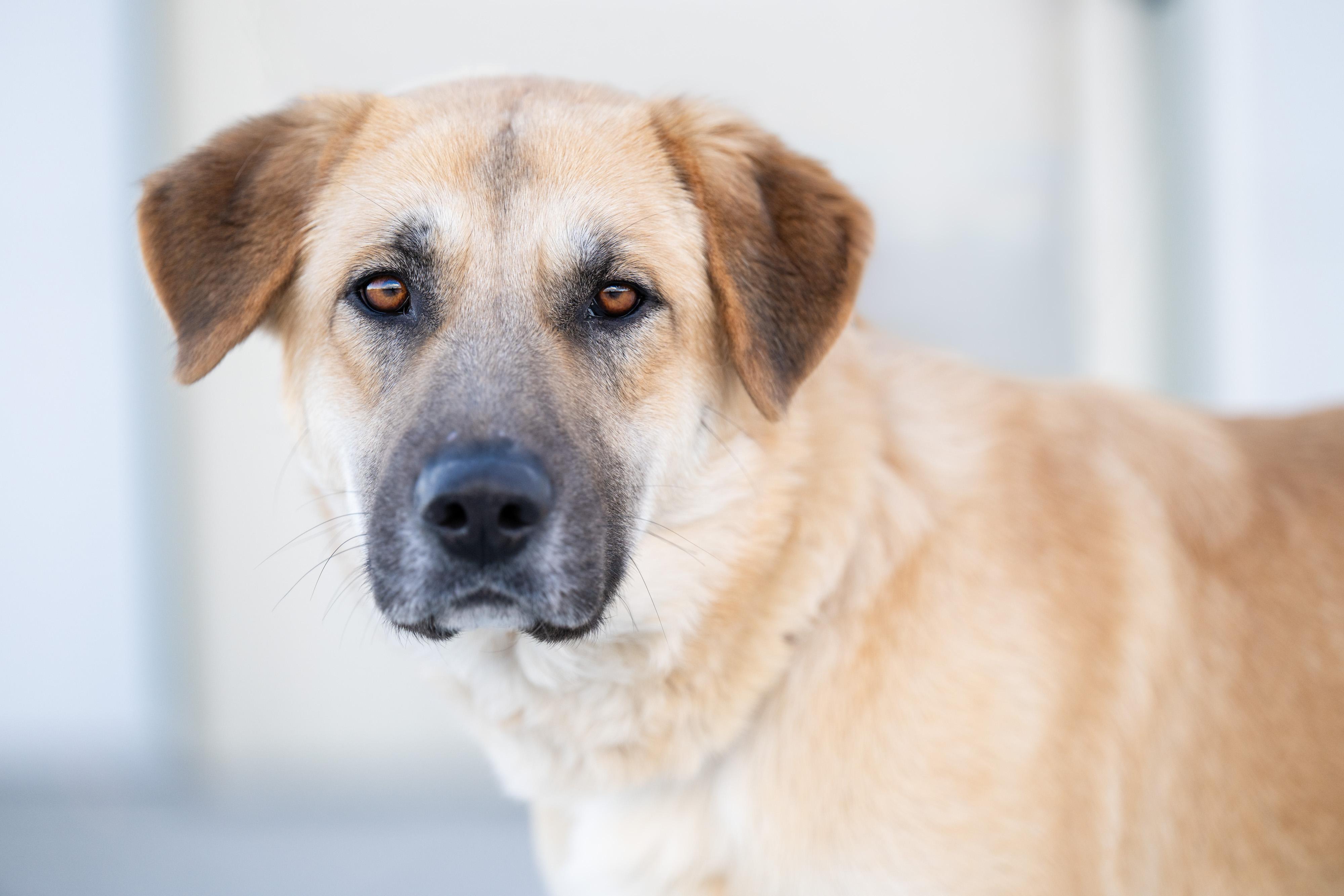 Enlarge Rickee, a ADOPTABLE mixed breed in Othello, WA image 2/6
