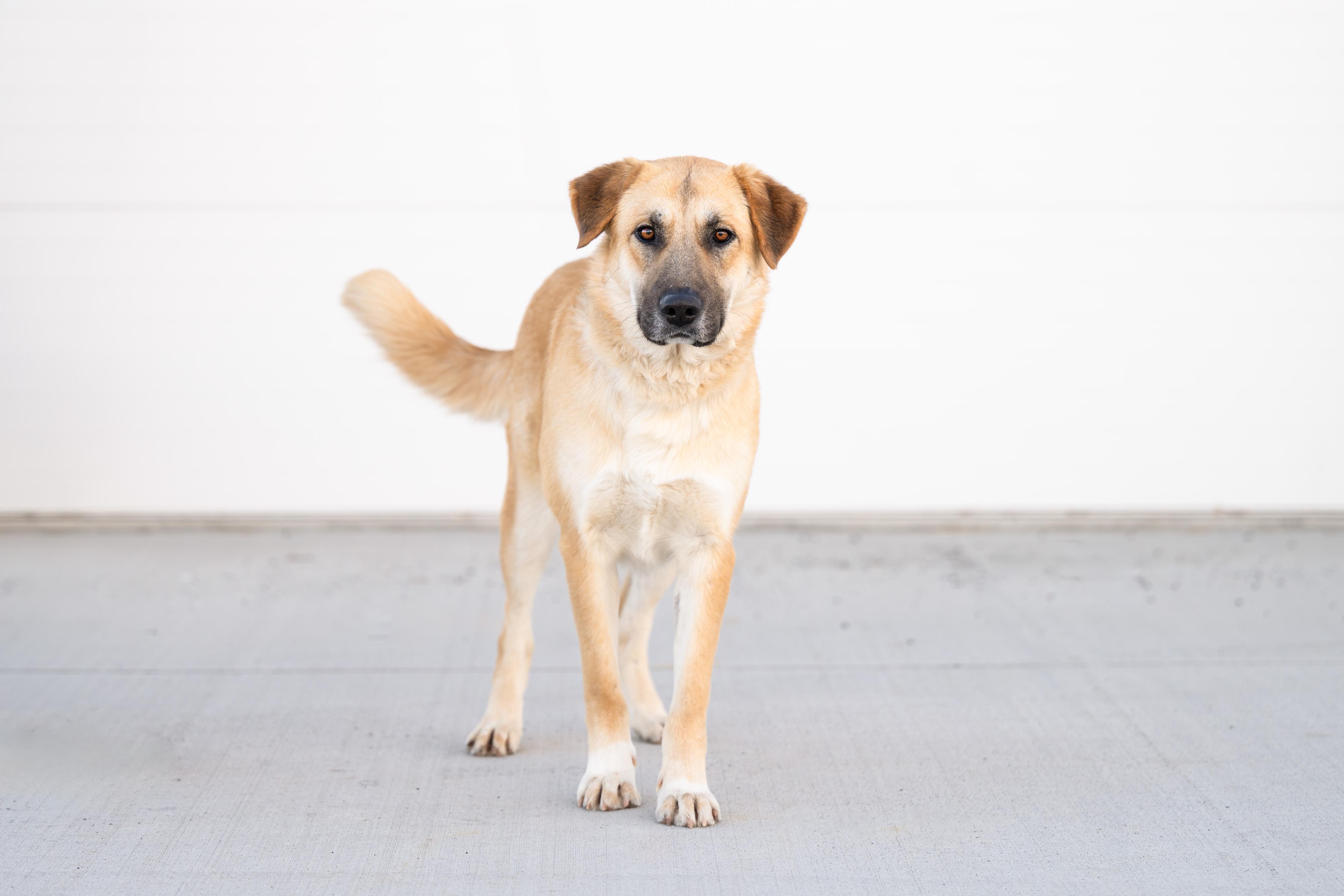 Enlarge Rickee, a ADOPTABLE mixed breed in Othello, WA image 3/6