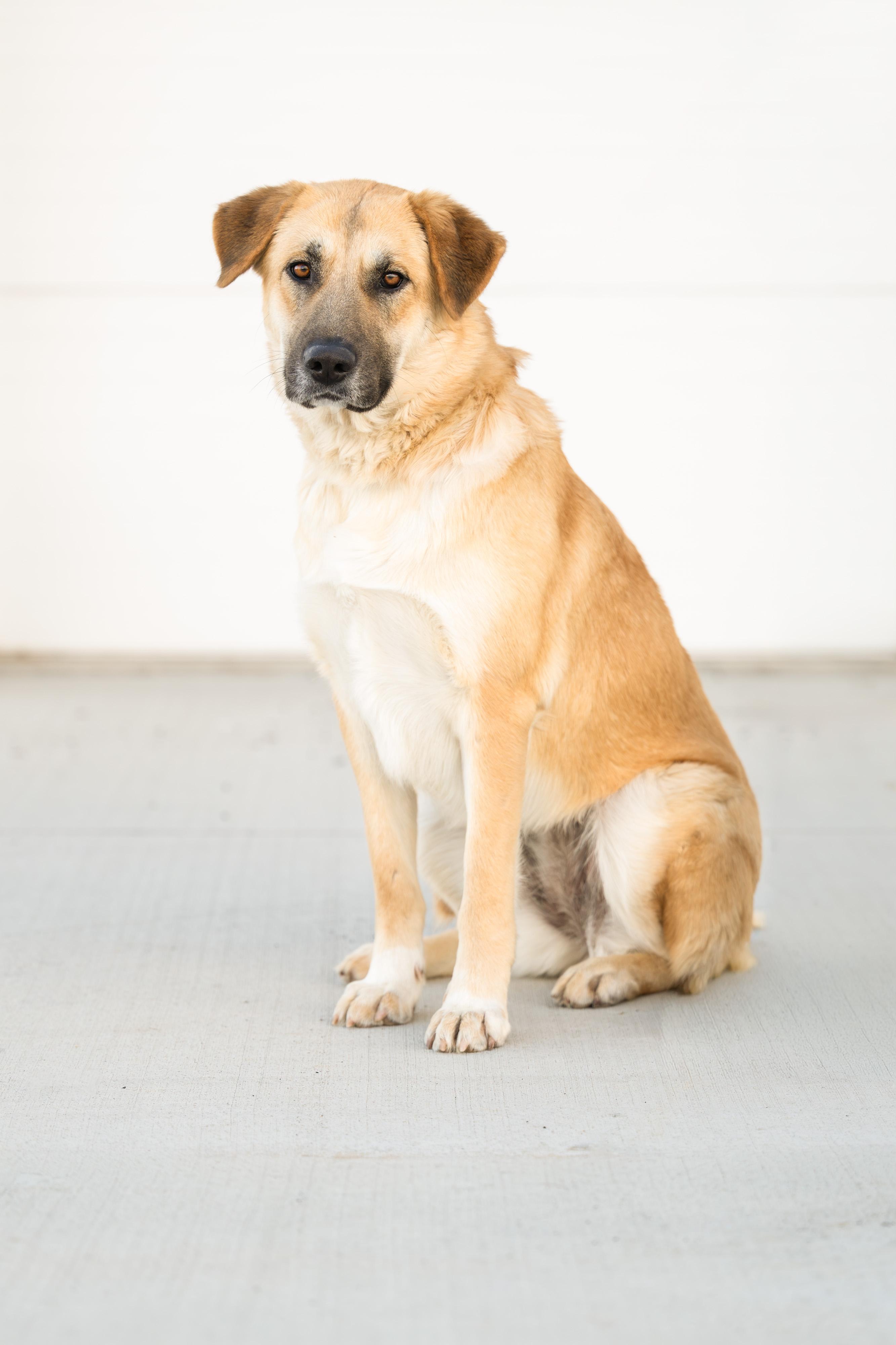 Rickee, ADOPTABLE, Young Female Anatolian Shepherd.