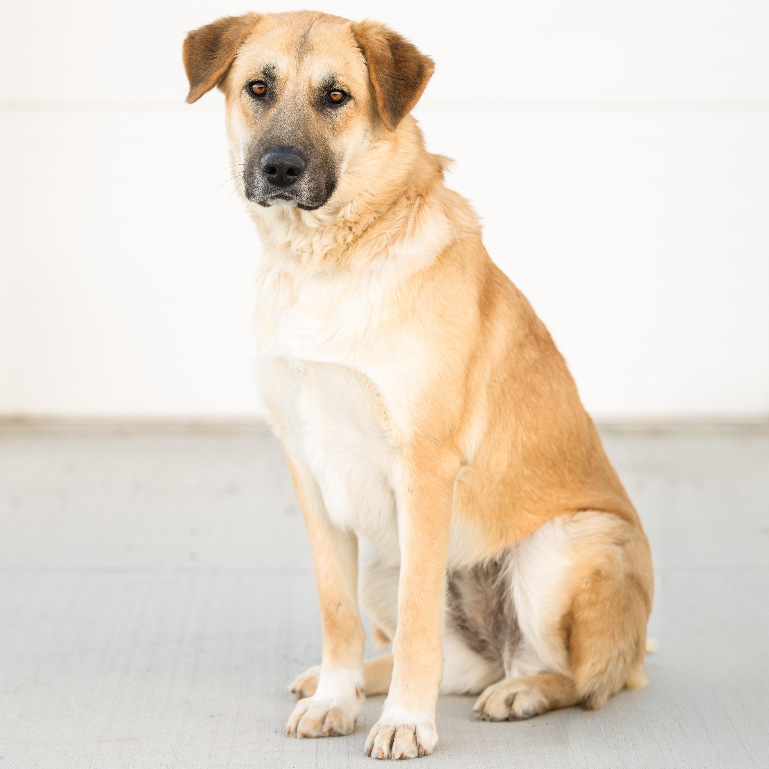 Enlarge Rickee, a ADOPTABLE mixed breed in Othello, WA image 1/6