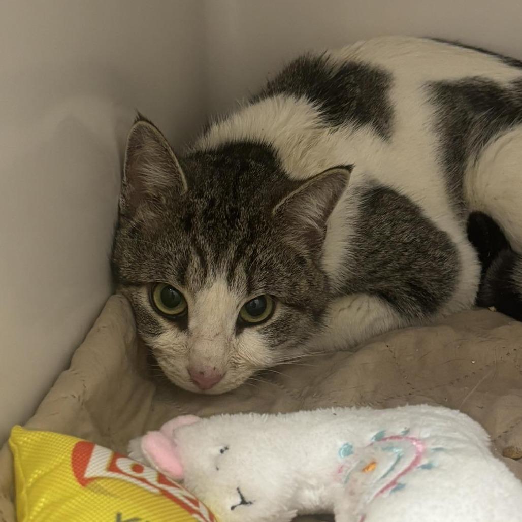 Enlarge Wubbzy, a Adoptable Domestic Short Hair in Rocky Mount, VA image 1/1