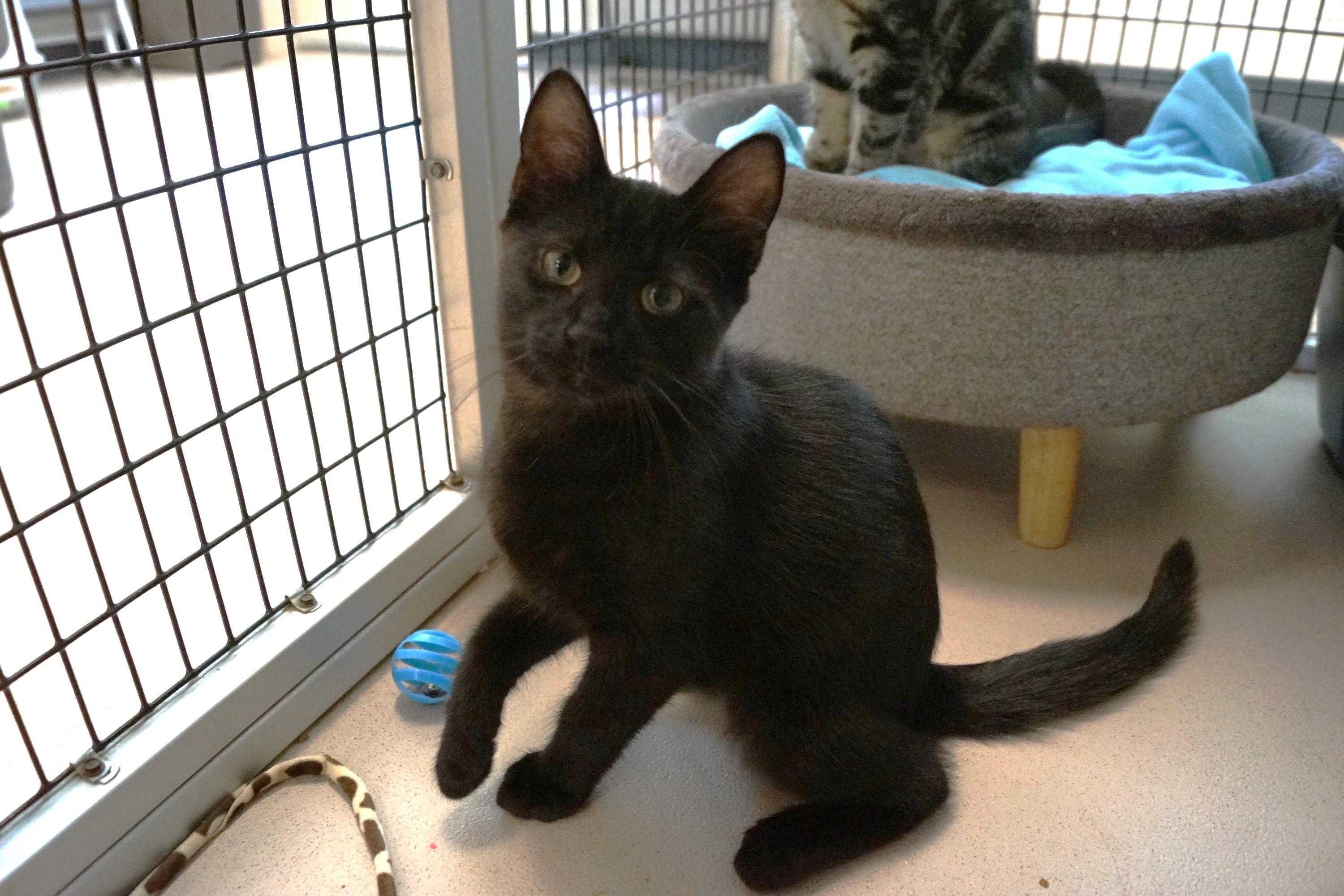 Kitten 25-11 B