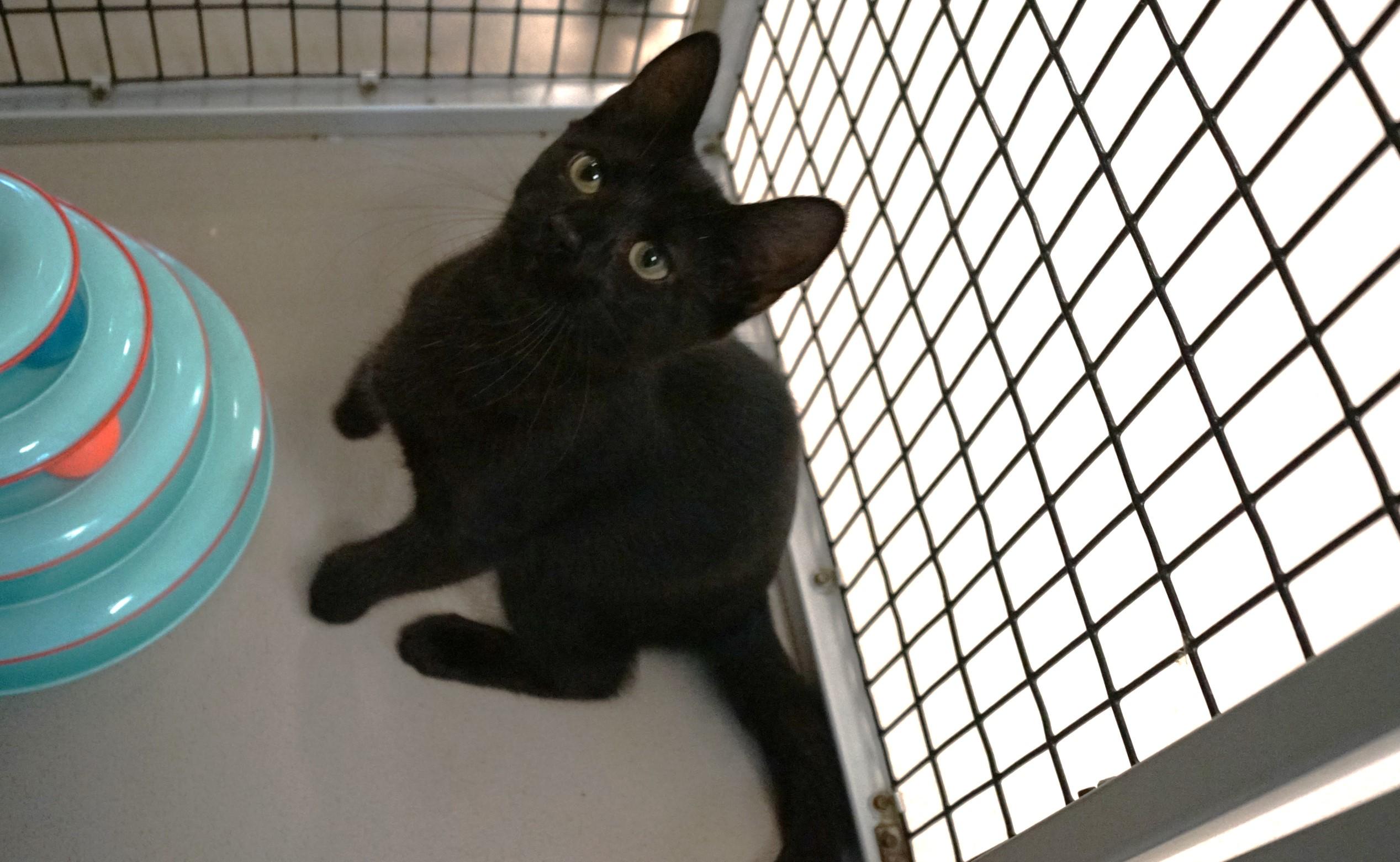 Kitten 25-11 B