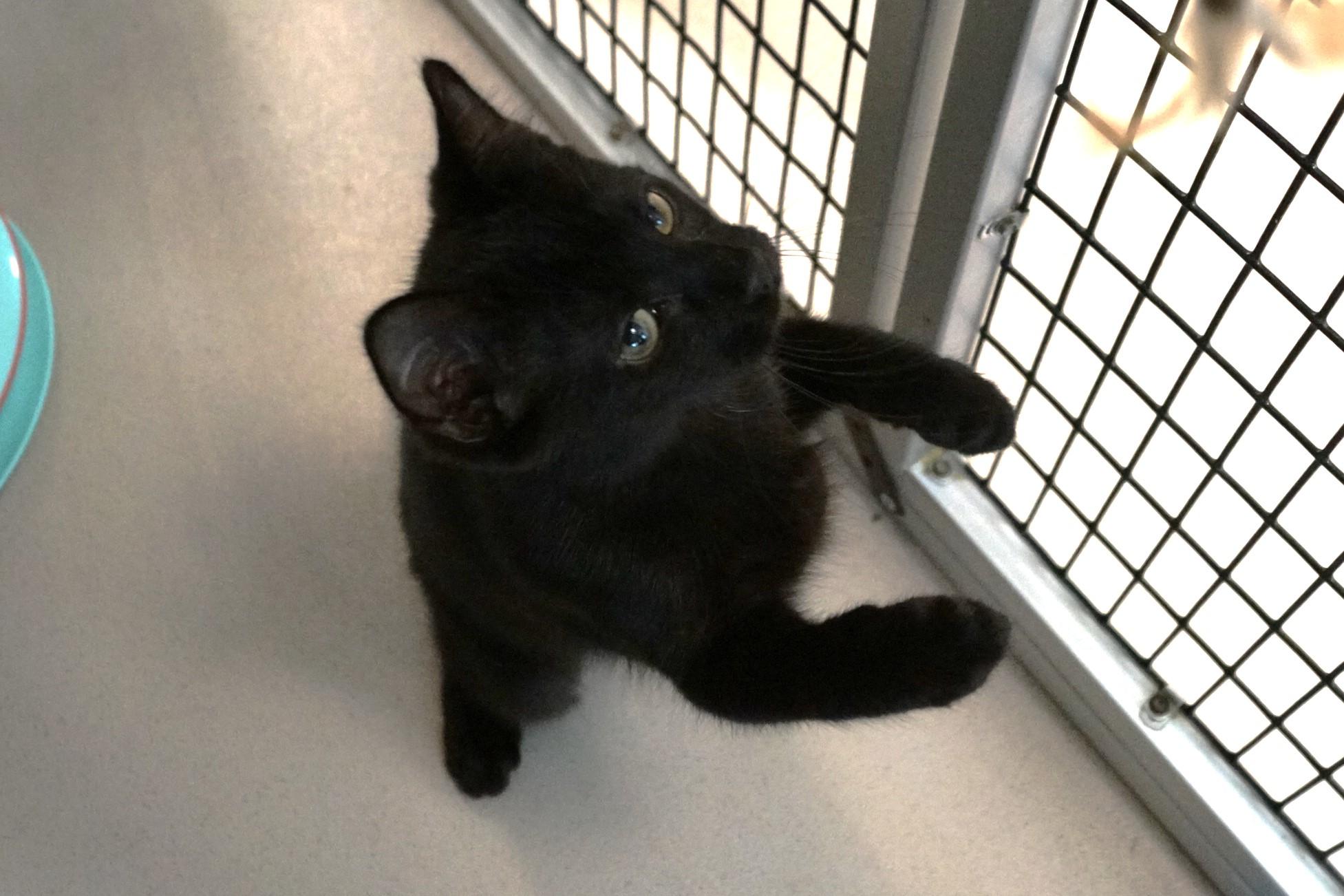 Kitten 25-11 B