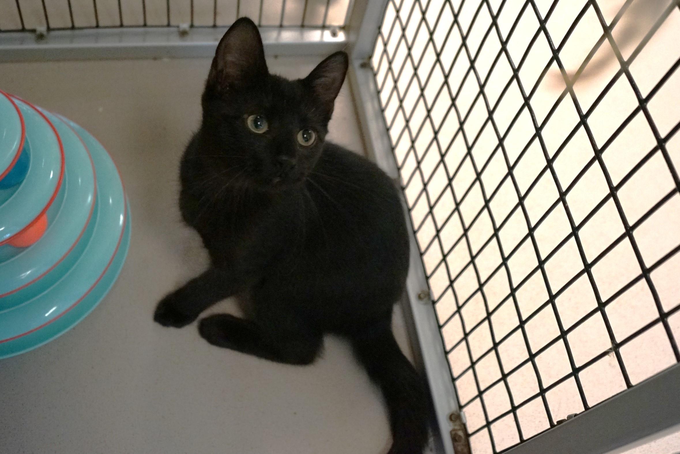Kitten 25-11 B
