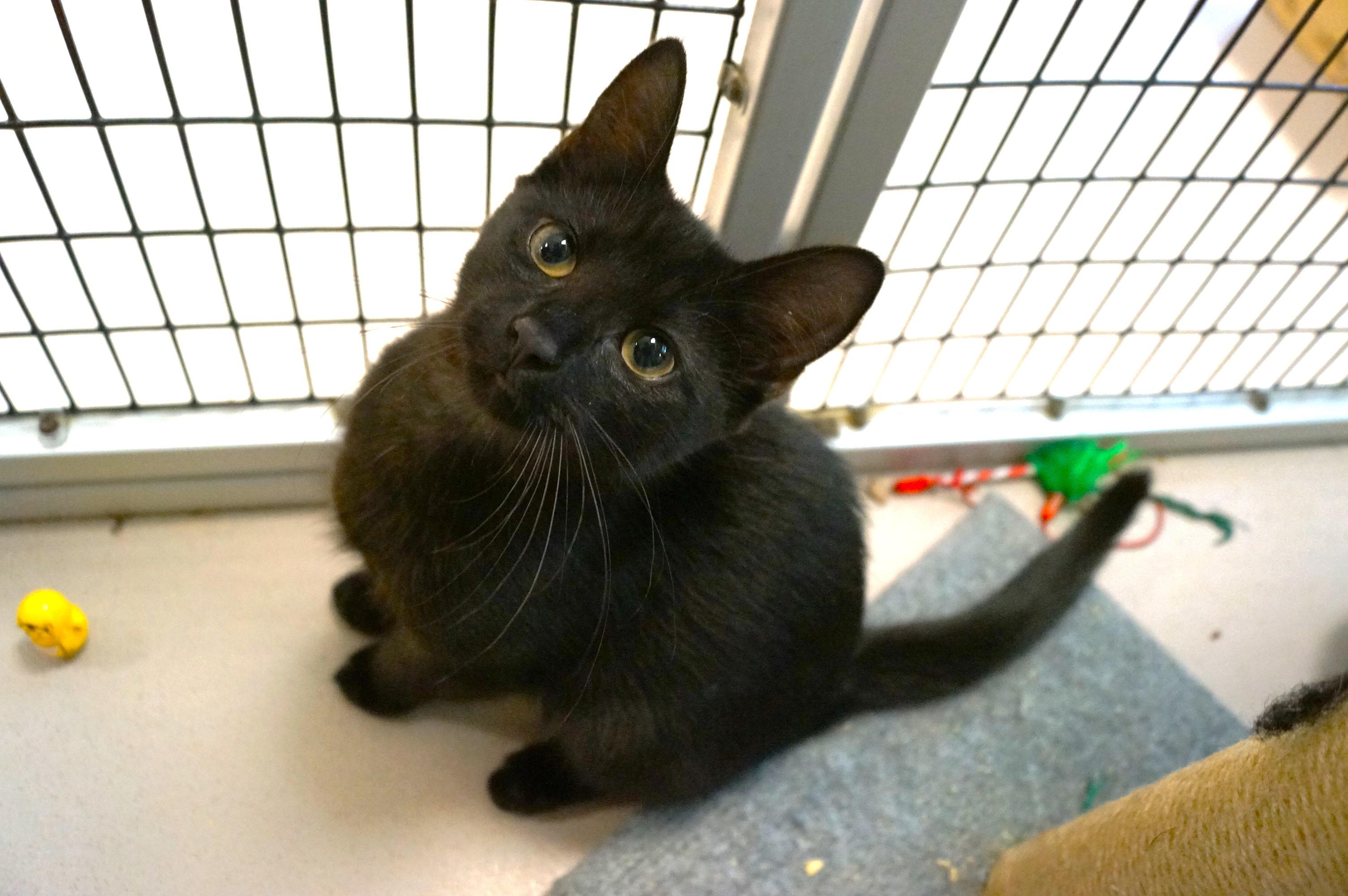 Kitten 25-11 B, Baby Female Domestic Short Hair