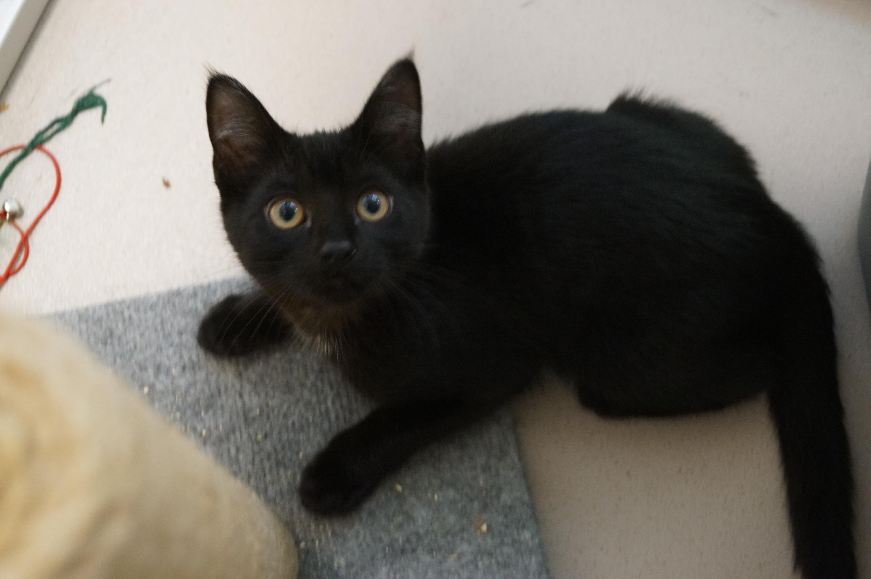 Kitten 25-11 B