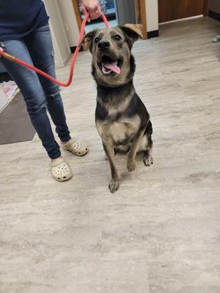 Enlarge Lolly, a Adoptable mixed breed in Fergus Falls, MN image 1/3