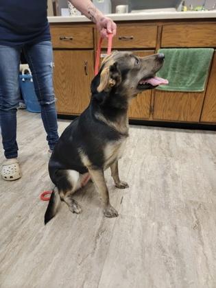 Enlarge Lolly, a Adoptable mixed breed in Fergus Falls, MN image 2/3