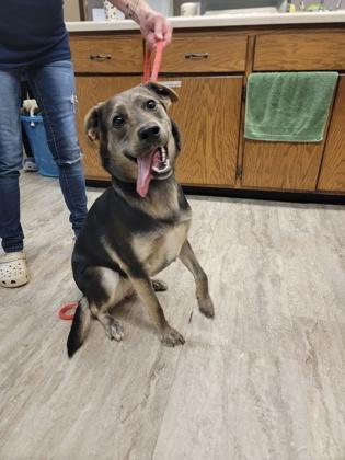 Enlarge Lolly, a Adoptable mixed breed in Fergus Falls, MN image 3/3