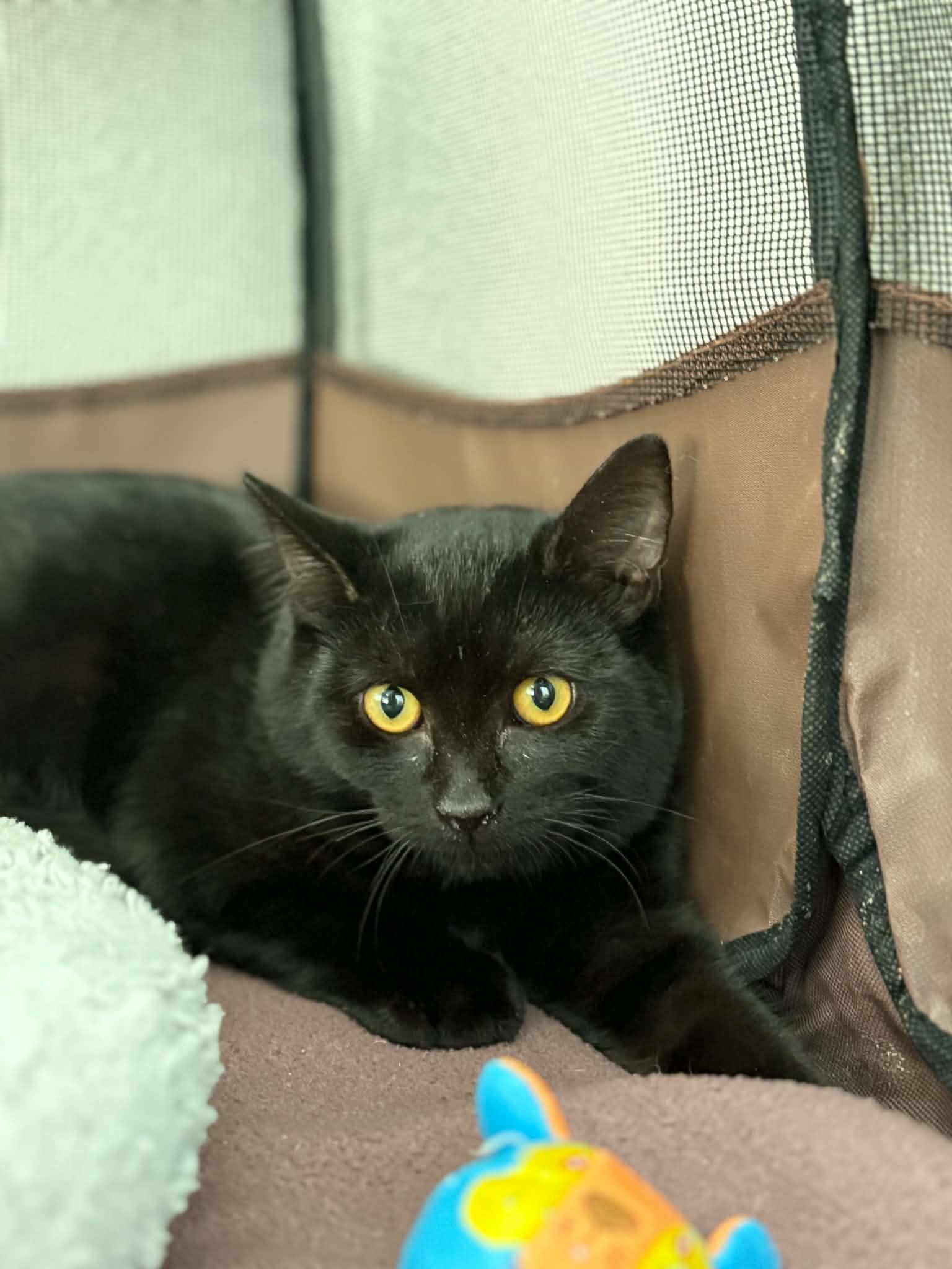 Forky, Adoptable, Kitten Male Domestic Short Hair.