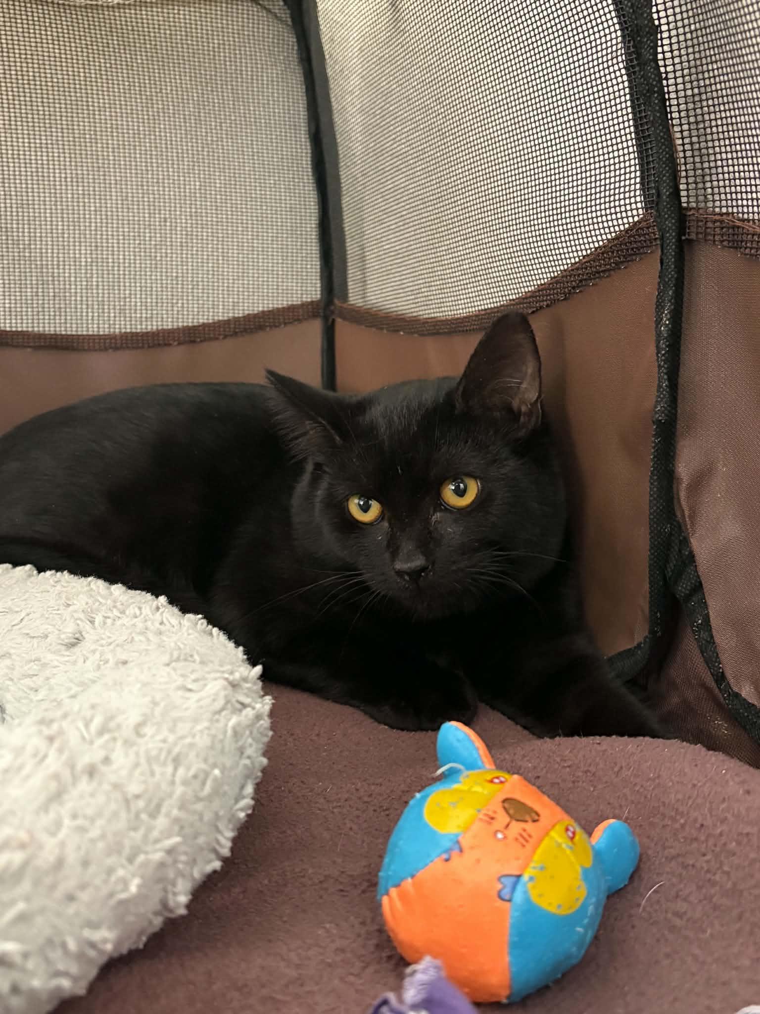 Enlarge Forky, a Adoptable Domestic Short Hair in Grants Pass, OR image 2/2