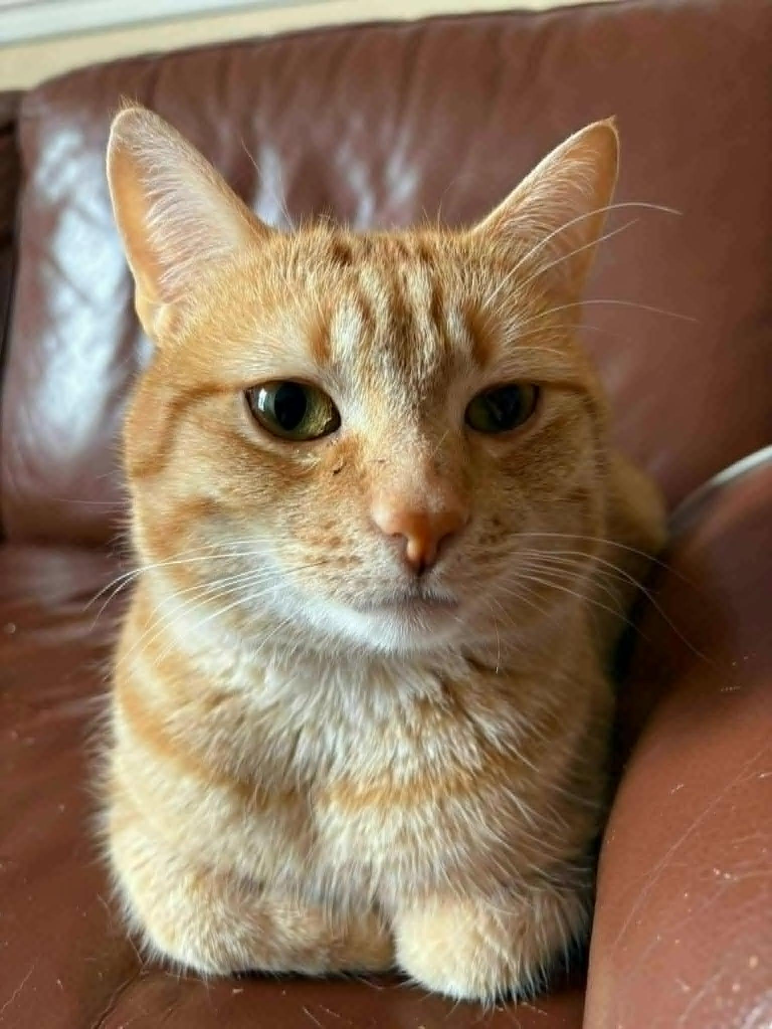 Sébastien, Adoptable, Adult Male Tabby.