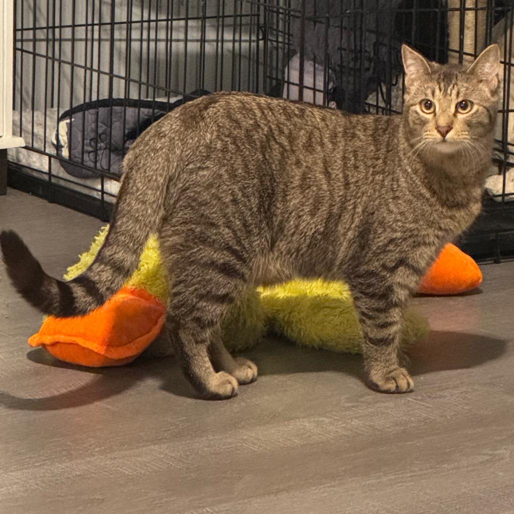 Tyson, Adoptable, Young Male Domestic Medium Hair.