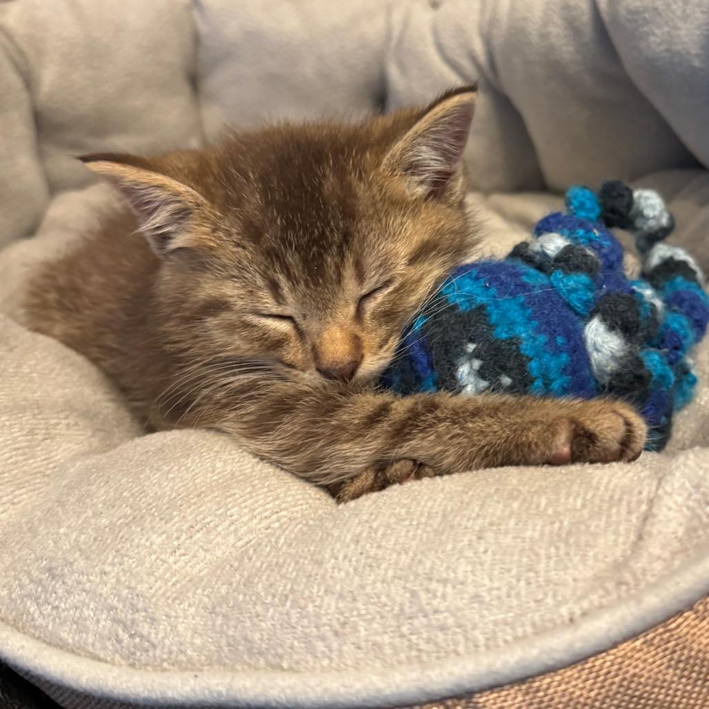 Enlarge Tyson, a Adoptable Domestic Medium Hair in Saint Charles, MO image 2/6