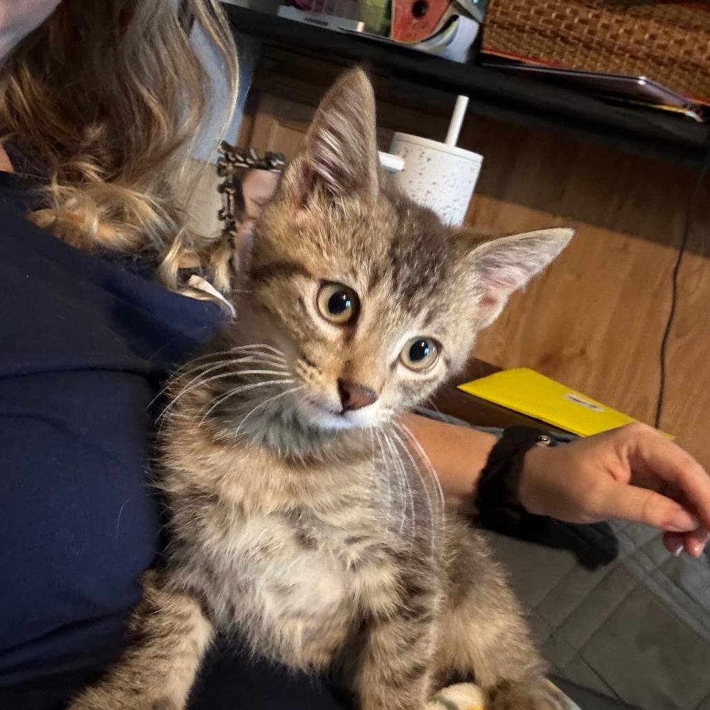 Enlarge Tyson, a Adoptable Domestic Medium Hair in Saint Charles, MO image 3/6