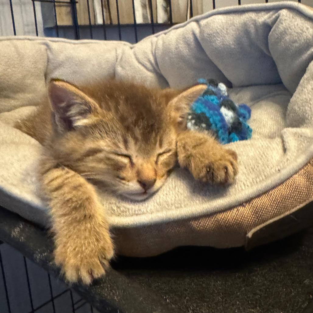 Enlarge Tyson, a Adoptable Domestic Medium Hair in Saint Charles, MO image 4/6