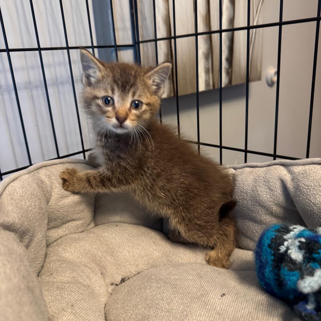 Enlarge Tyson, a Adoptable Domestic Medium Hair in Saint Charles, MO image 6/6