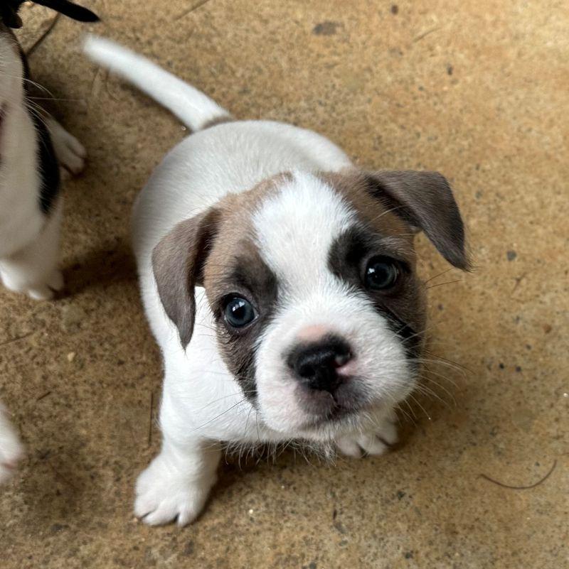 Enlarge Barnaby, a Adopted mixed breed in Hayesville, NC image 1/1