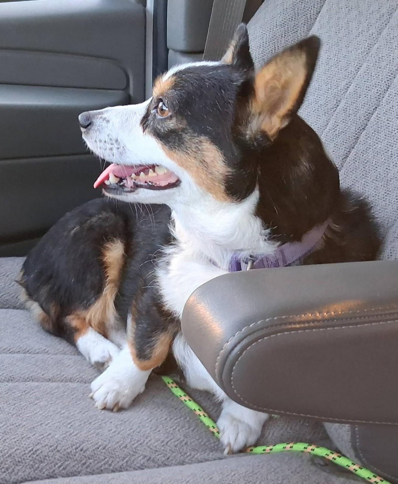 Cookie, Adoptable, Young Female Corgi.