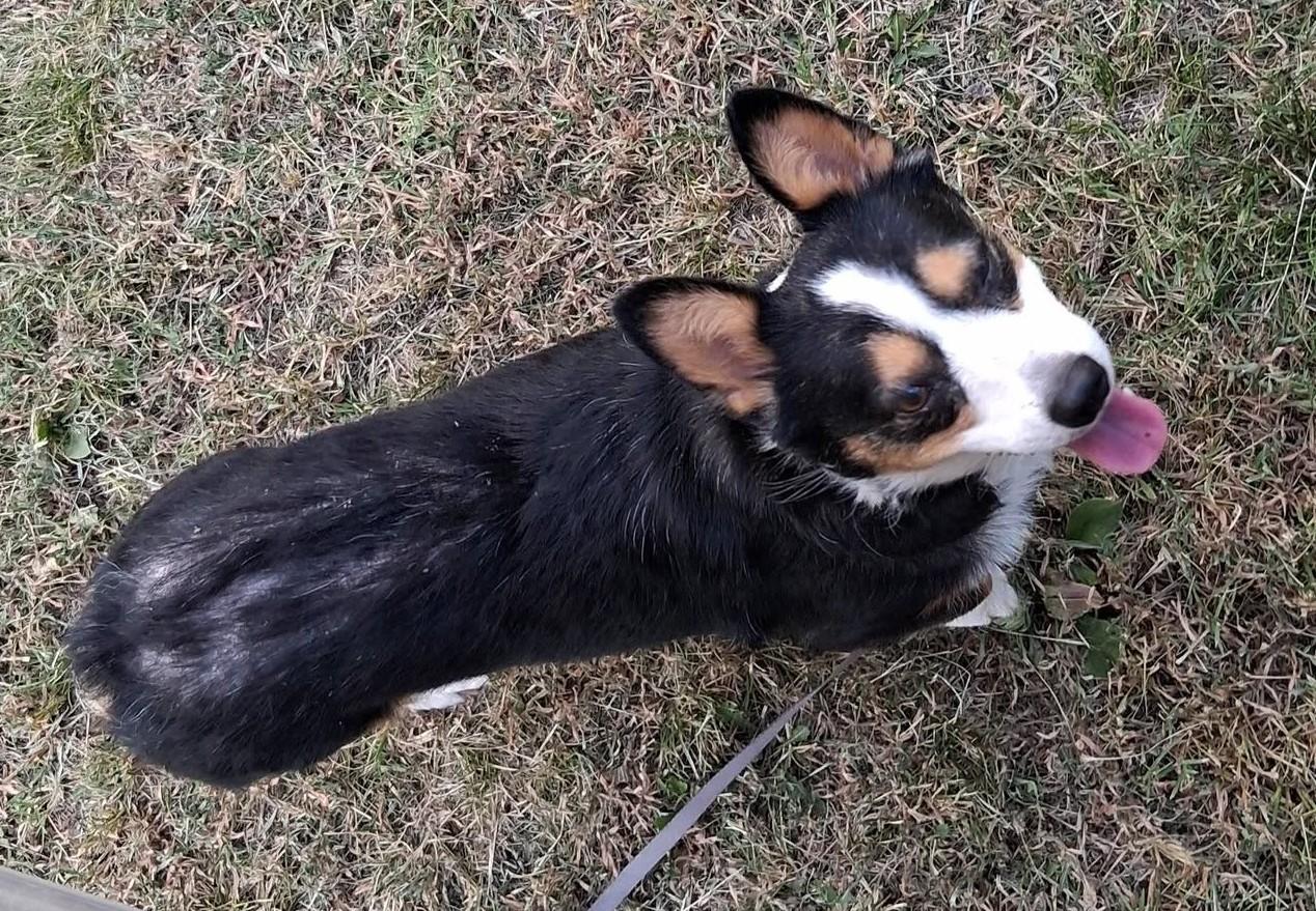 Enlarge Cookie, a Adoptable Corgi in Junction City, KS image 3/4